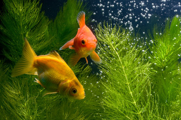 Goldfish 