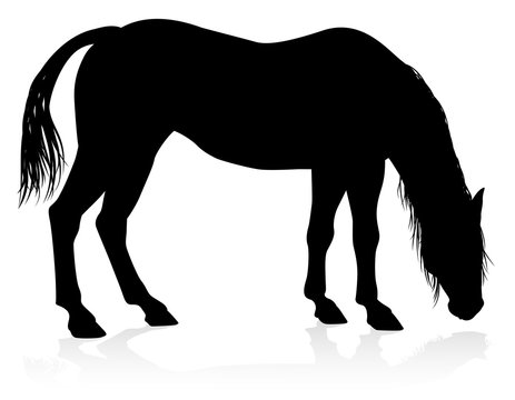 A high quality very detailed horse in silhouette