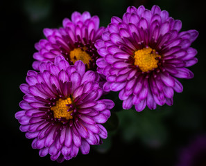 Violette Chrysanthemen