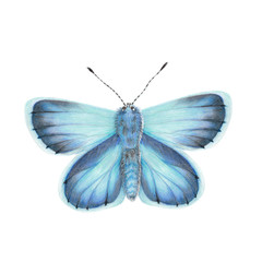 Watercolor realistic illustration of insects
