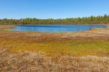 small forest lake