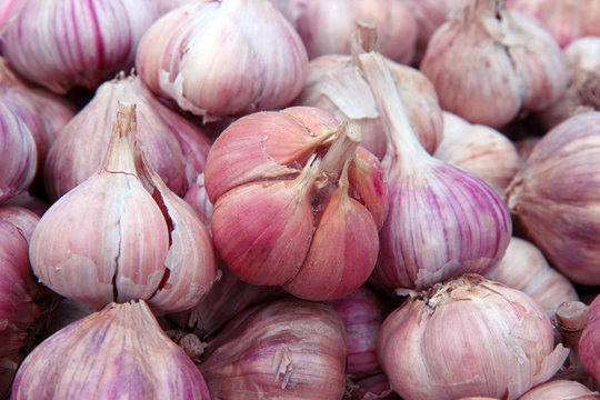 Freshly picked garlic on market.