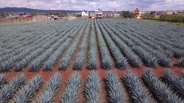 Unique Agave Field 4k Aerial Zoom Out Drone of Tequila Plants Located in Jalisco, Mexico. Blue Webber Agave Rows of Cactus Like Plants. Rural Area with Red Dirt Covering the Ground