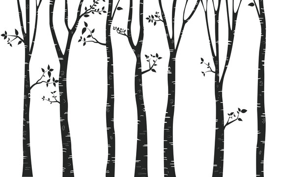 Silhouette  Tree Birch Background