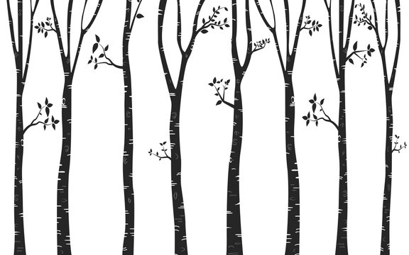 Silhouette Tree Birch Background © 3rus