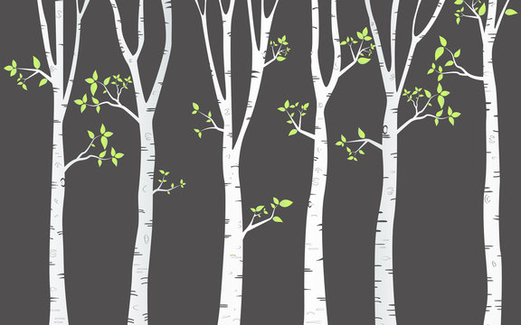  Tree Birch Background