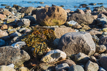 Baltic sea coast nature outdoor day scene