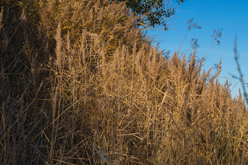 Baltic sea coast nature outdoor day scene