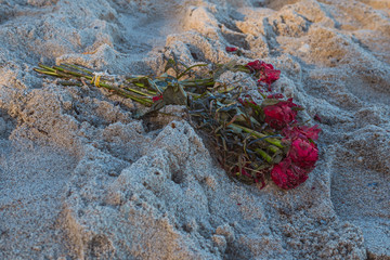 Baltic sea coast nature outdoor day scene