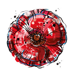 Red vector poppy flower. Big blossom vector flower, Hand drawn poppy flower.