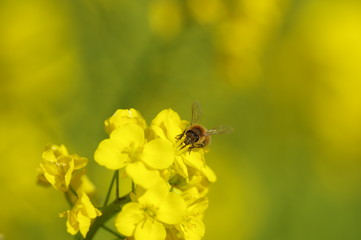 菜の花と蜂