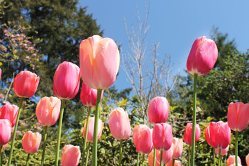 Fototapeta na wymiar Beautiful Tulips
