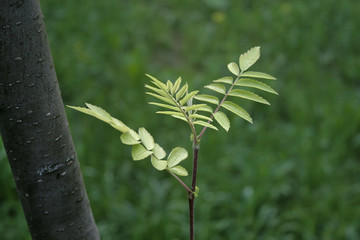 summer vegetation in the Park
