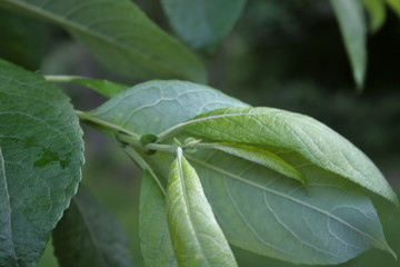 summer vegetation in the Park