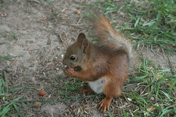 Squirrel eat nuts