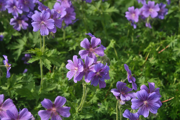 Fototapeta premium summer vegetation in the Park