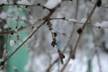the first snow on tree branches