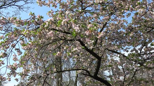 Static footage flowering tree showing bright white cherry blossom of genus Prunus which is called sakura after the Japanese word In Japan it symbolizes clouds due to their nature of blooming en masse