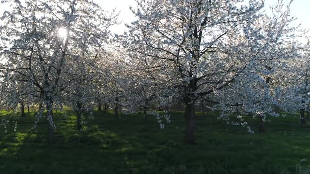 Low altitude aerial footage of flowering trees showing bright white cherry blossom which is called sakura after the Japanese word In Japan it symbolizes clouds due to their nature of blooming en masse