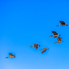 Flock of birds flying in the brilliant sky in Utah