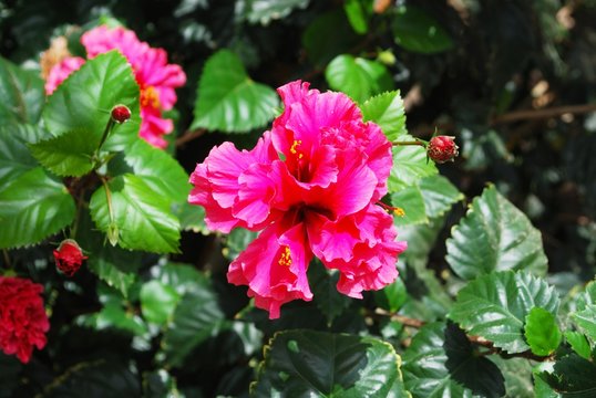 Pink hibiscus (rose of China) plant in full bloom, Spain.