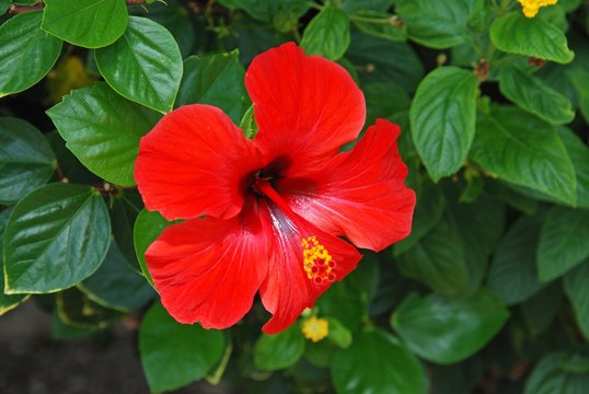 Red hibiscus (rose of China) flower in full bloom, Spain.