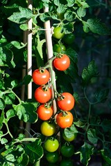 Alicante tomatoes ripening on the plant, UK.