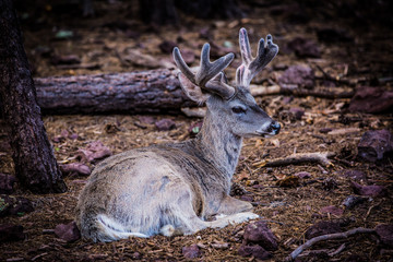 Reindeer in forest