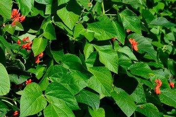 Scarlet emperor green bean plant in full bloom during the springtime, UK.