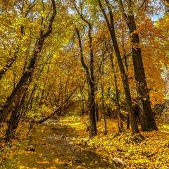 Obraz premium Forest with golden leaves and shallow stream