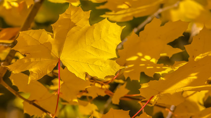 Golden leaves illuminated by sun in Salt Lake City