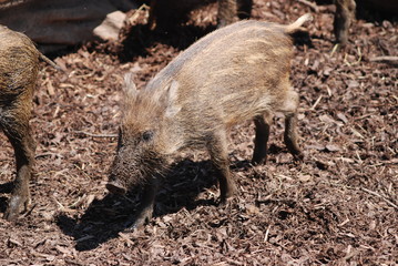 Wildschwein