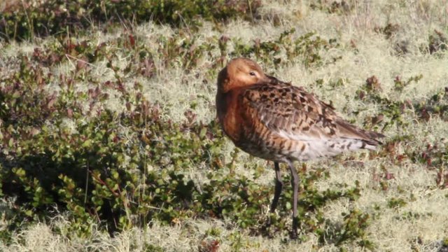 Bar tailed godwitat at Lake Mivat- Iceland