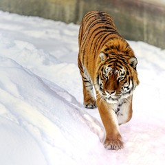 Naklejka premium Tiger in white snow surface
