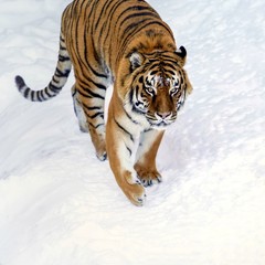 Tiger in white snow surface