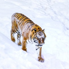Tiger in white snow surface