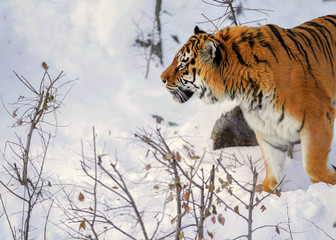 Tiger in white snow surface
