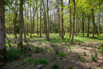 Fototapeta premium Sunlit Wood