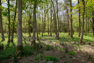 Fototapeta premium Dappled Wood
