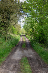 Wooded Lane