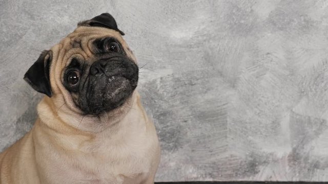 cute pug dog sitting on gray grunge background. copy space