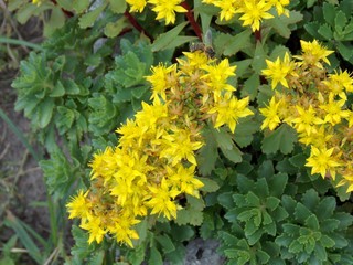 yellow flowers
