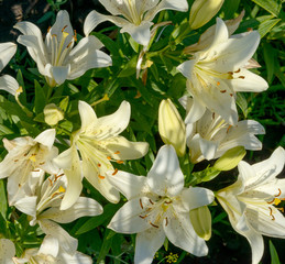 Group of bright yellow-white lilies on garden flower bed.