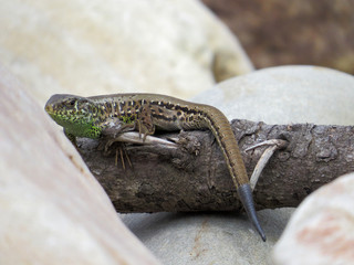 Lizard on the wall