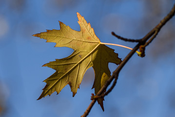 autumn, bright, beautiful, sky, leaves, red, green, yellow
