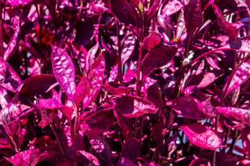 purple pink leaf nature background
