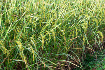rice field meadow plant closeup