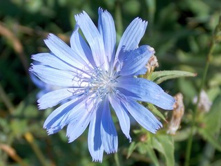 blue flower