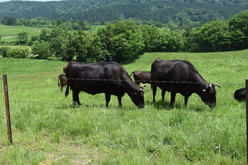 高原牧場の牛の群れ