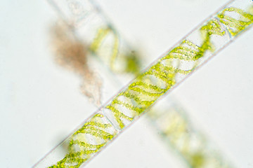 Spirogyra is a genus of filamentous charophyte green algae.